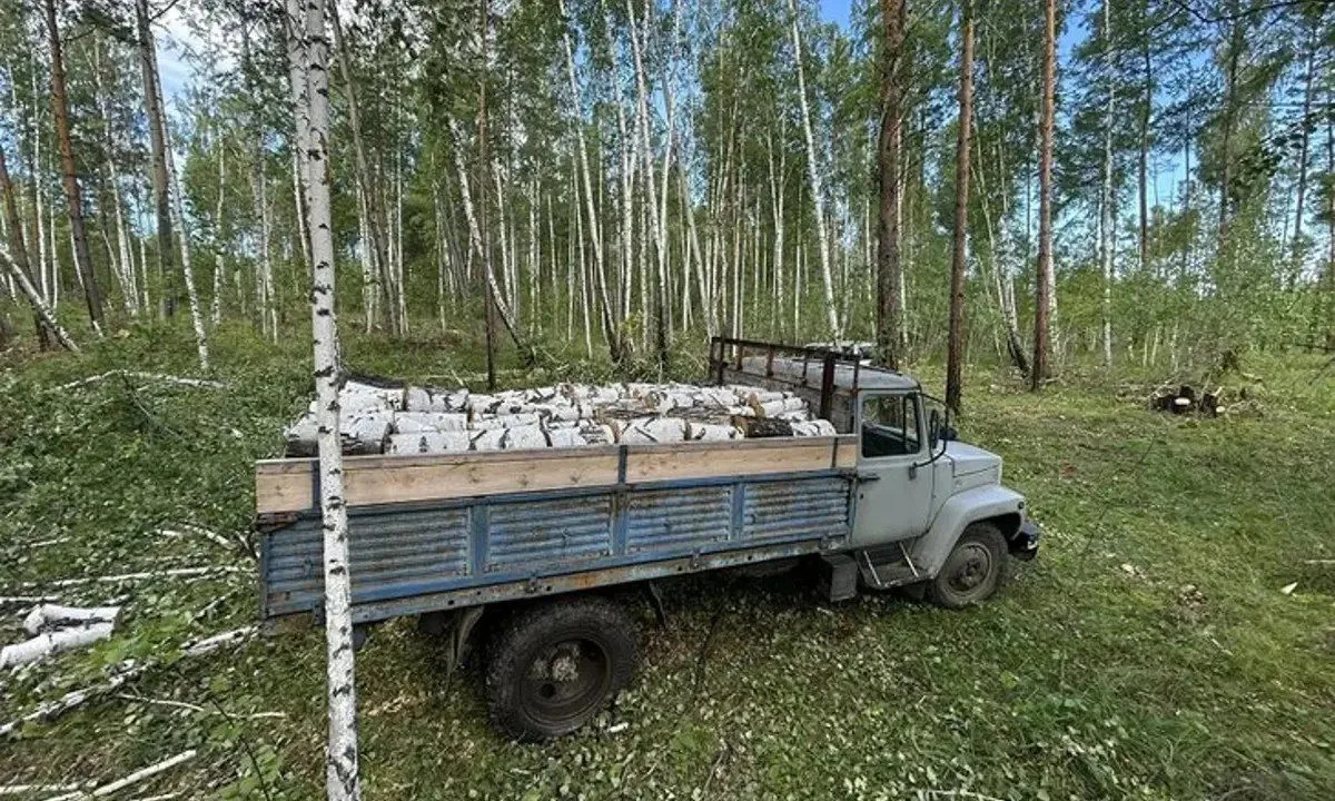 🌲 В Иркутской области мужчина незаконно вырубил лес на 230 тысяч рублей