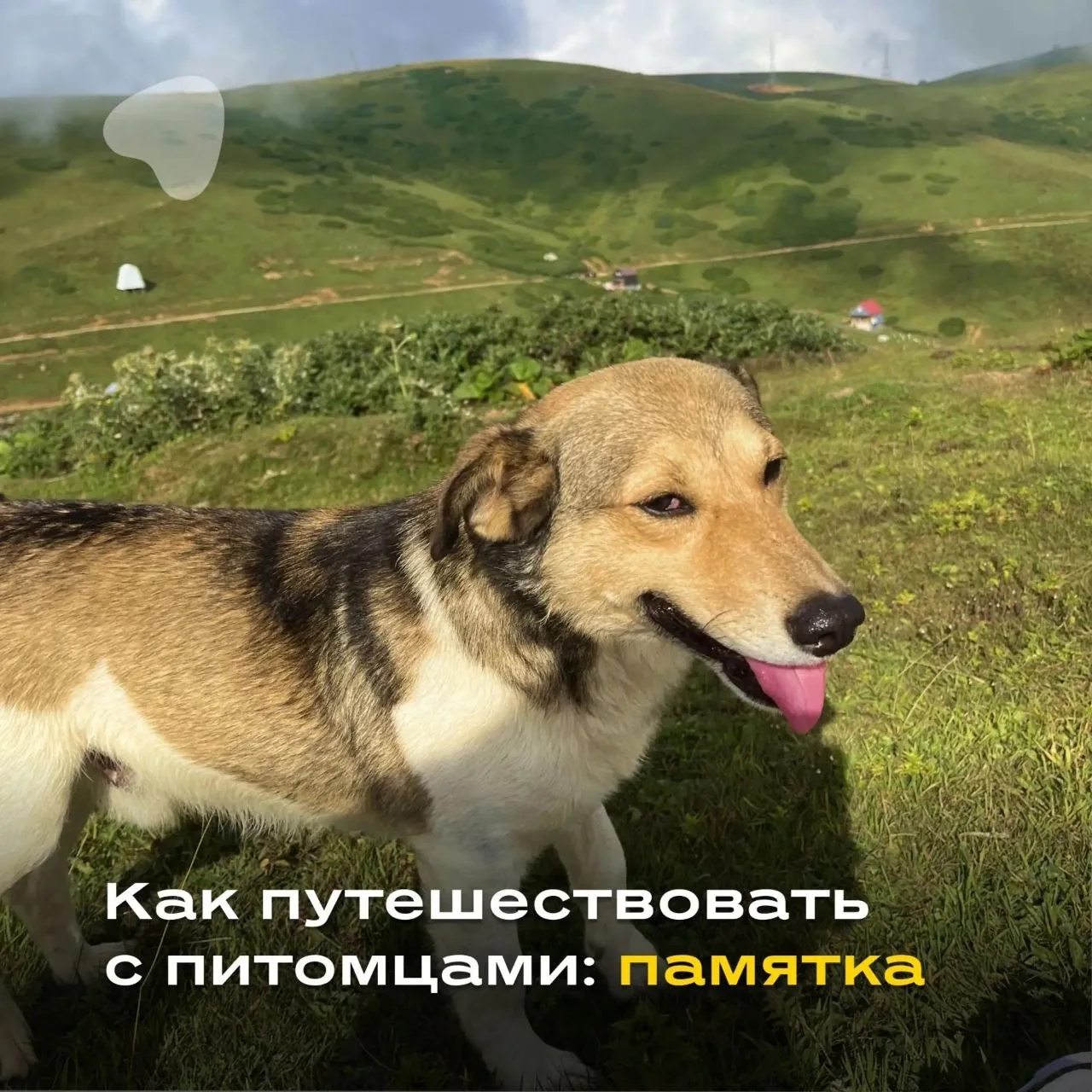 🟠🟠🟠🟠🟠🐾 Отпуск с питомцем? Легко!