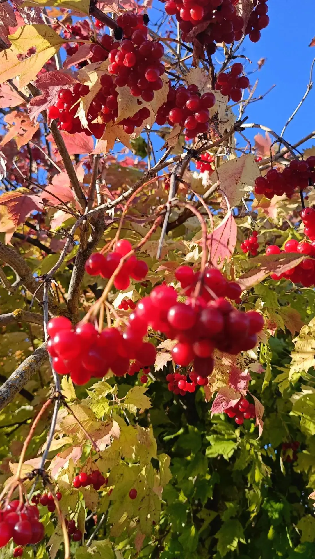 ☀️Ырă кун пултăp, туссем 🍀