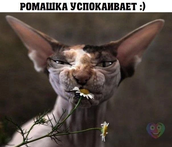 Мемный понедельник! Заряжаемся позитивом на всю неделю.
Кидайте в комментариях все, что заставило ва