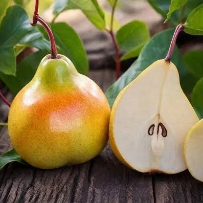 Почему не плодоносит груша? 🍐

Если груша хорошо растёт, но не радует урожаем, стоит проверить осно