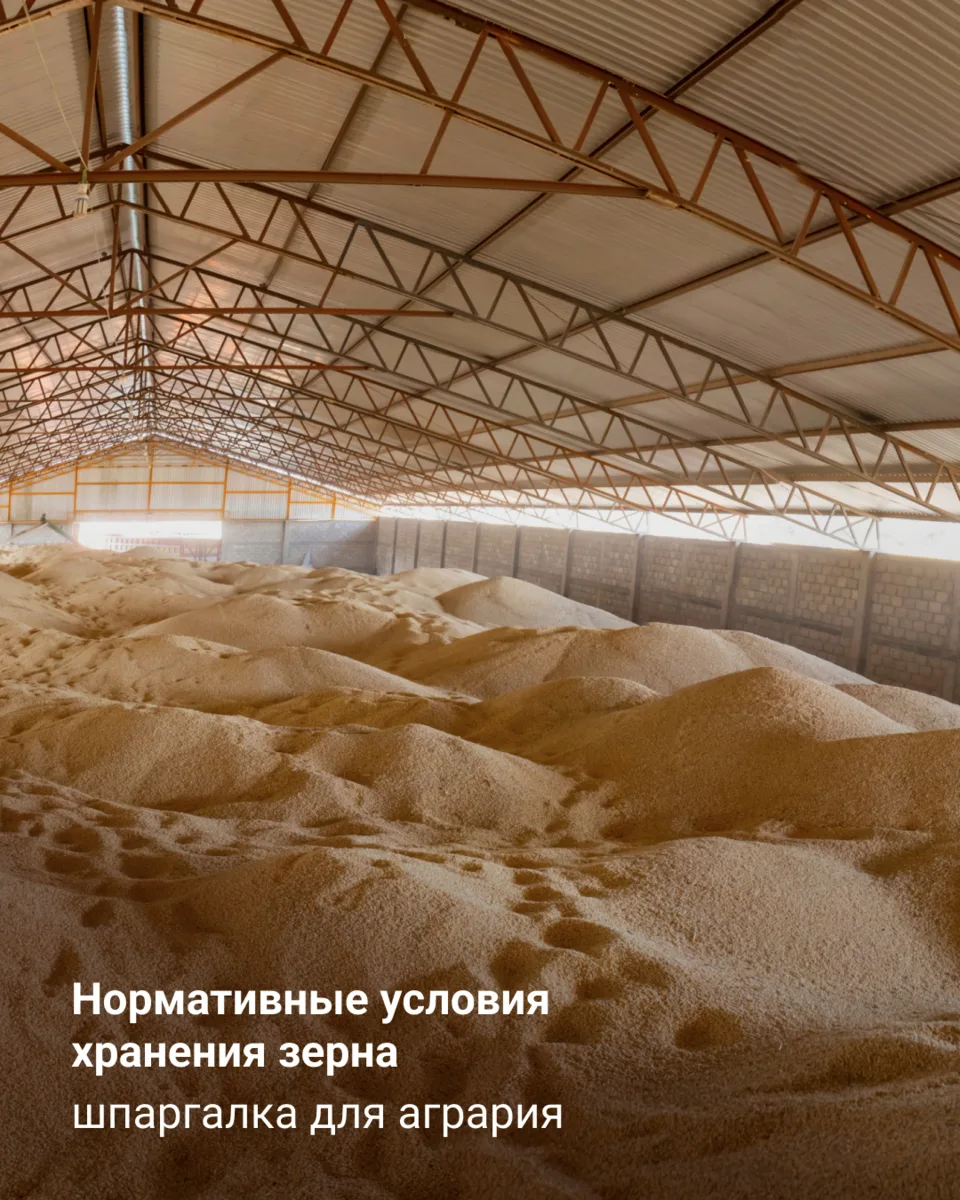 Нормативные условия хранения зерна
шпаргалка для агрария

Правильное хранение зерна начинается за