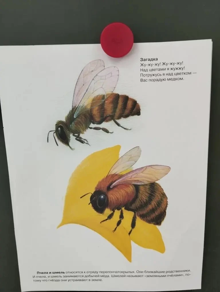 🐝 Всемирный день пчёл в 9 группе Корпуса 4  Буквально недавно отмечается Всемирный день пчёл. В 9 гр