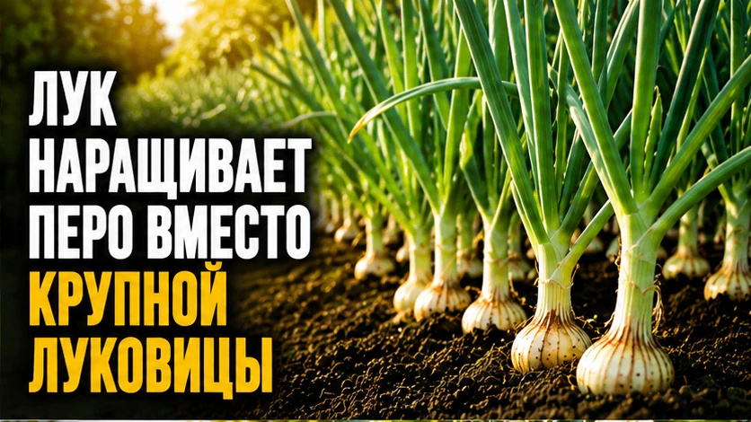 Лук наращивает перо вместо крупной луковицы