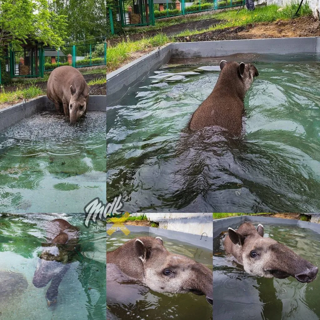 🐾 Тапир Валет балдеет в «Роевом ручье» и напоминает

На улице снова не жара (хотя должна быть), зат