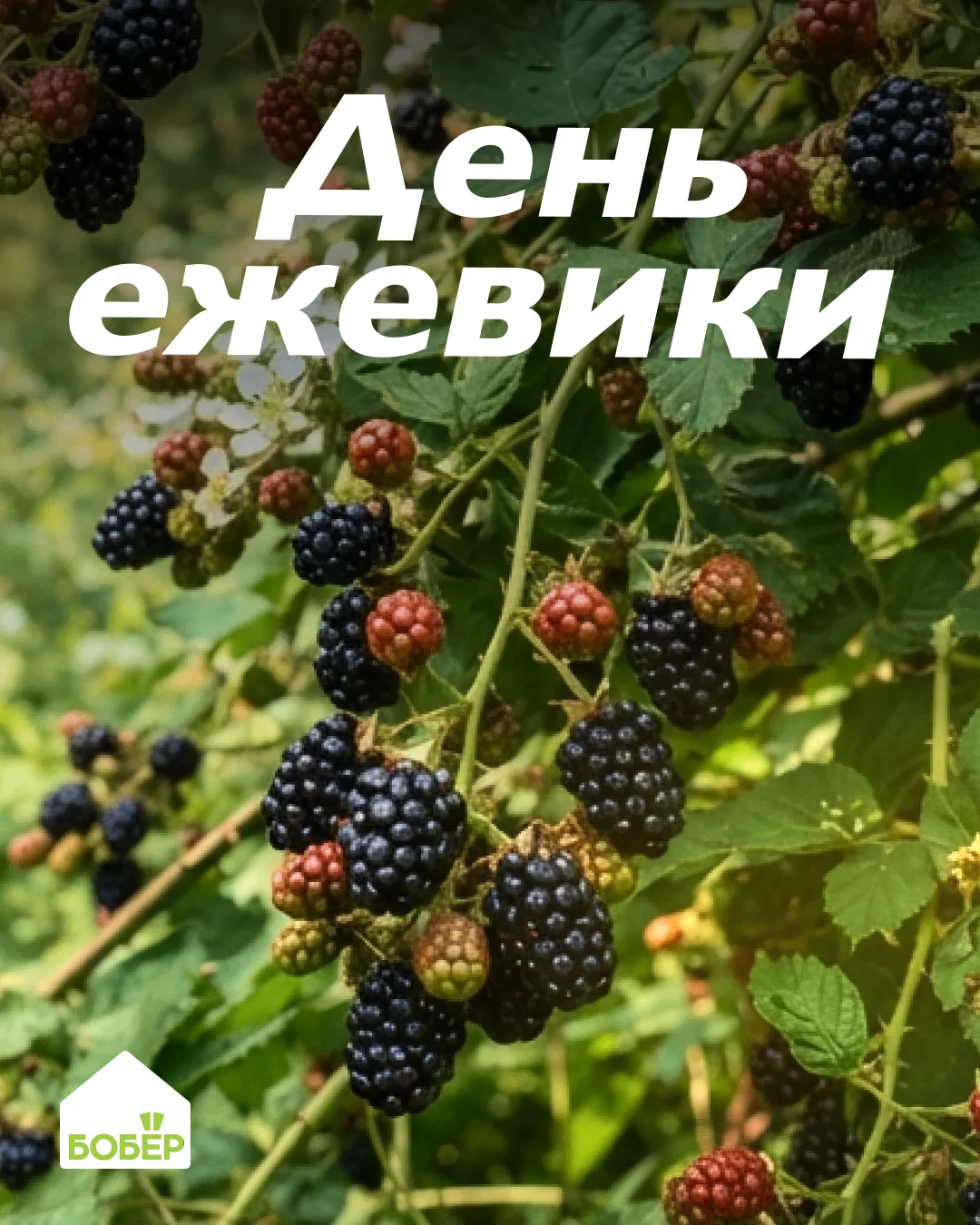 💜 16 сентября отмечается День ежевики! Вот несколько интересных фактов: