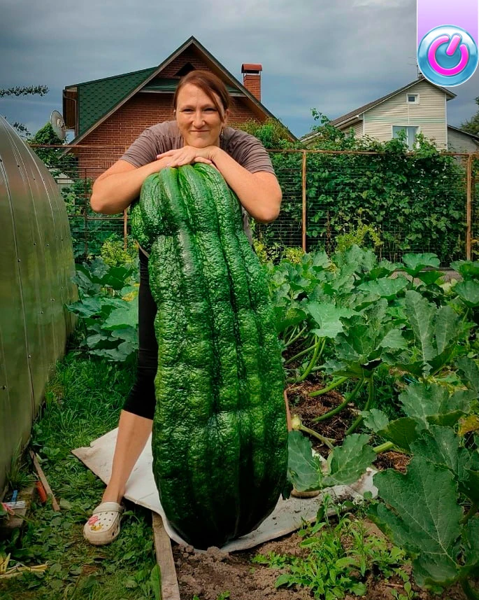 Почти не считается: Женщина из Истры Оксана Куприна вырастила гигантский кабачок весом ...