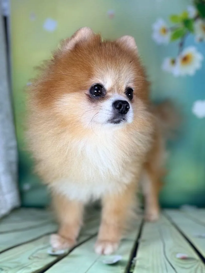 Ищет дом Краш 💘👀