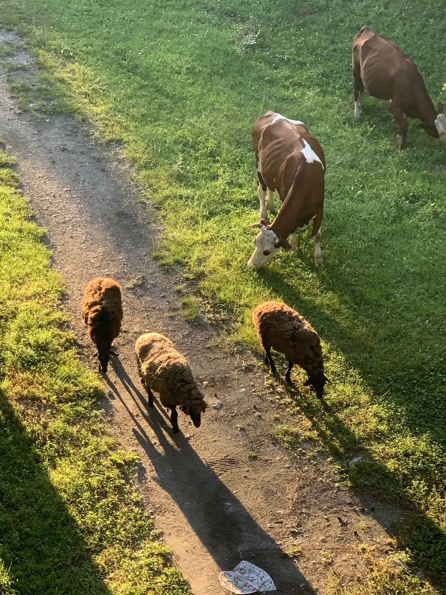 🐄 Доброе утро, Краснотуранск! 🌄