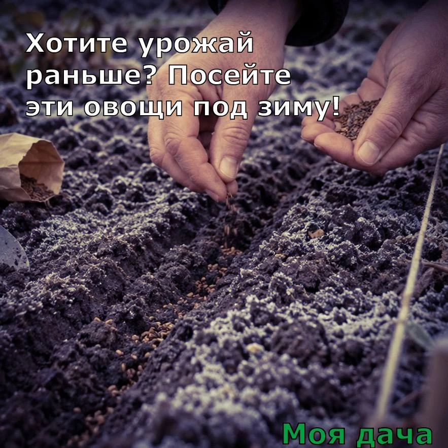 Хотите урожай раньше? Посейте эти овощи под зиму 🙌