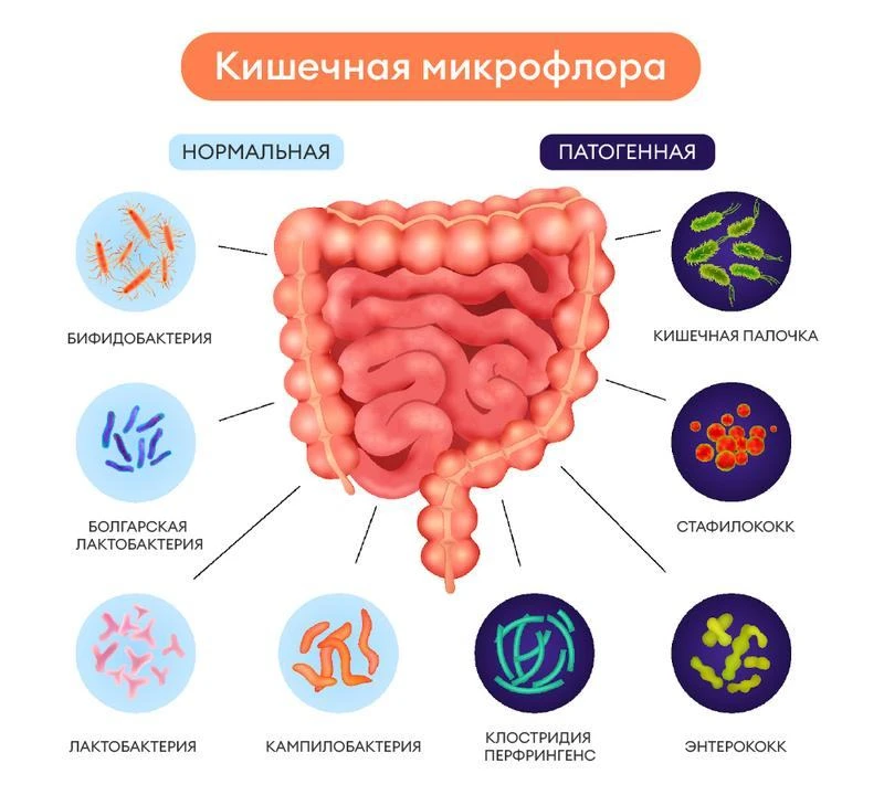 Микробиом кишечника — вторая «голова» нашего организма