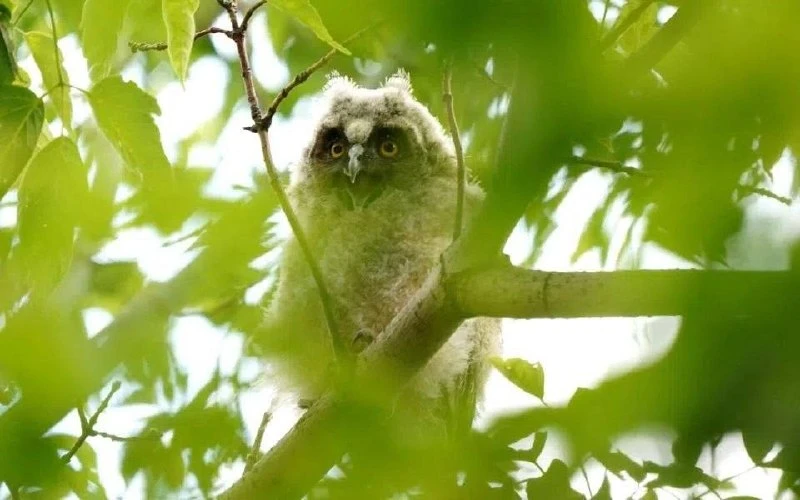 🦉 По ночам в Рязани всё чаще слышат скрип совят

Жители Рязани и области всё чаще замечают молодых 