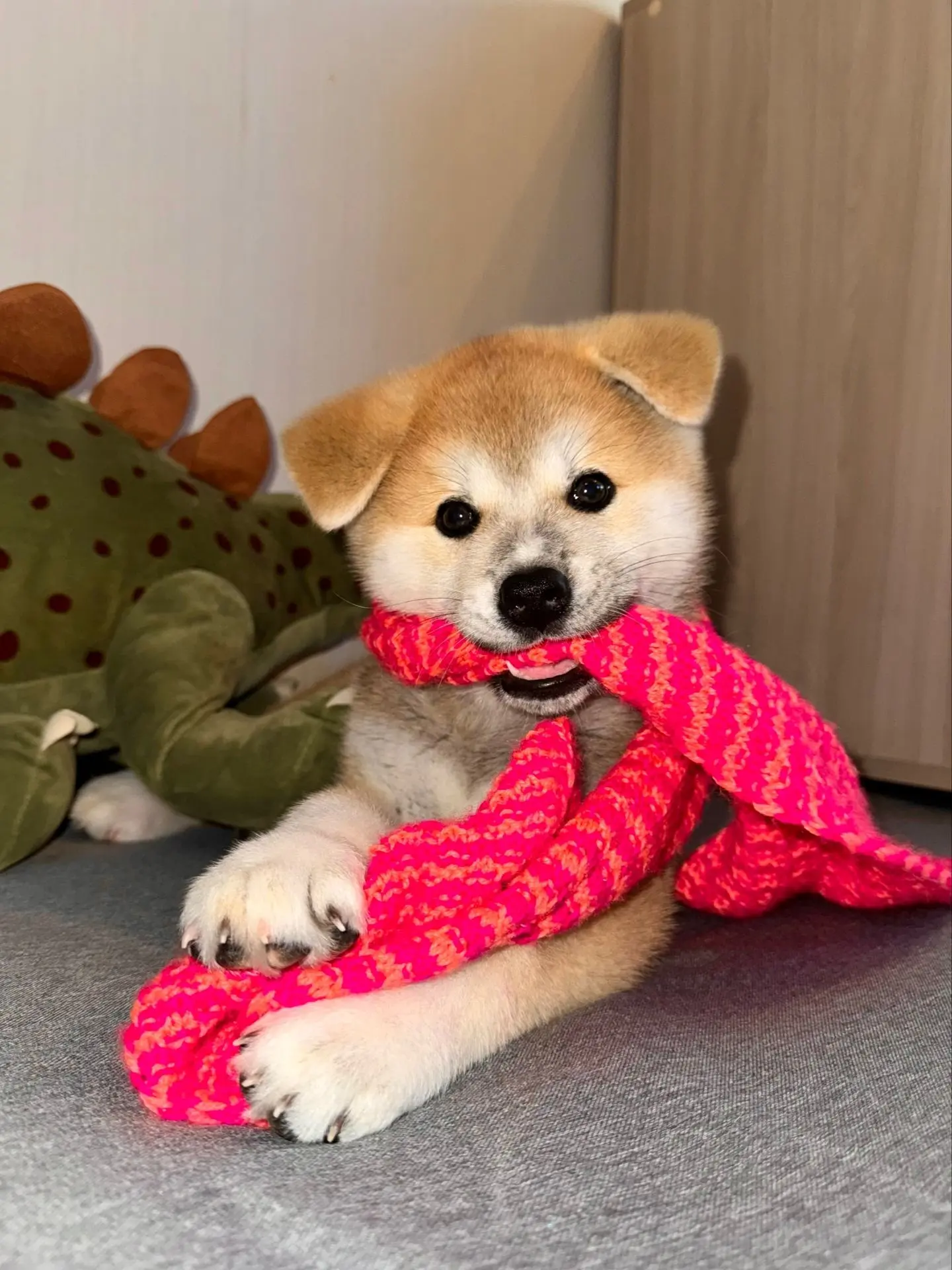 ИНТЕРЕСНЫЕ ФАКТЫ ПРО ХАРАКТЕР ПОРОДЫ АКИТА-ИНУ

🐶 Независимость и «самурайская» отвага. В характере