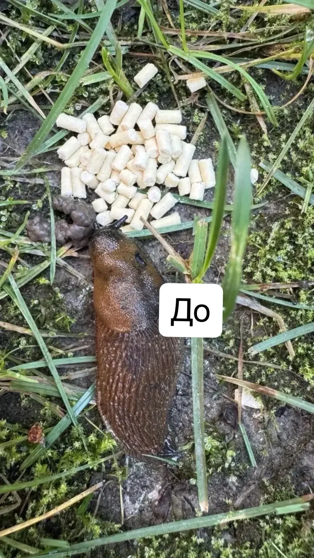 🐌 Несколько дней назад в этой зоне я обнаружила слизней, а, ведь, ещё только… — публикация канала «Oxibird Сад Оксаны»