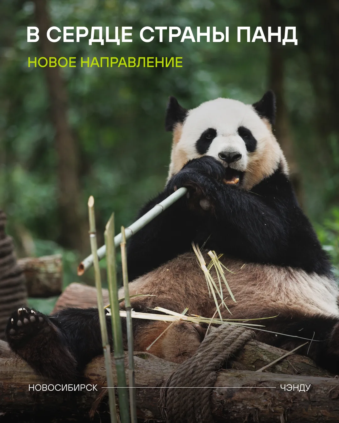 26 октября открываем новое направление — Новосибирск — Чэнду (Китай)