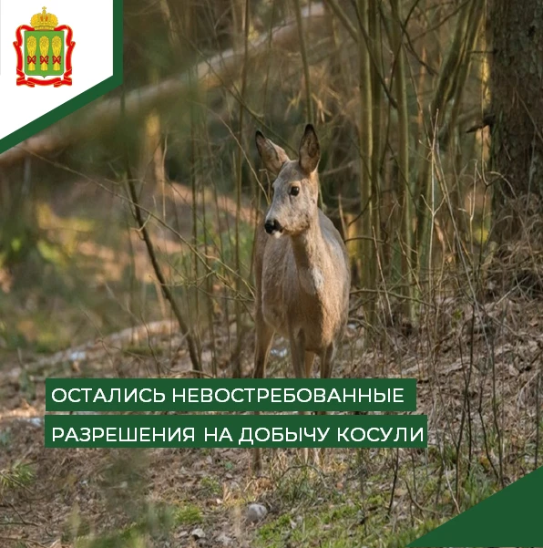 В охотуправлении Минлесхоза Пензенской области остались невостребованные разрешения на ...