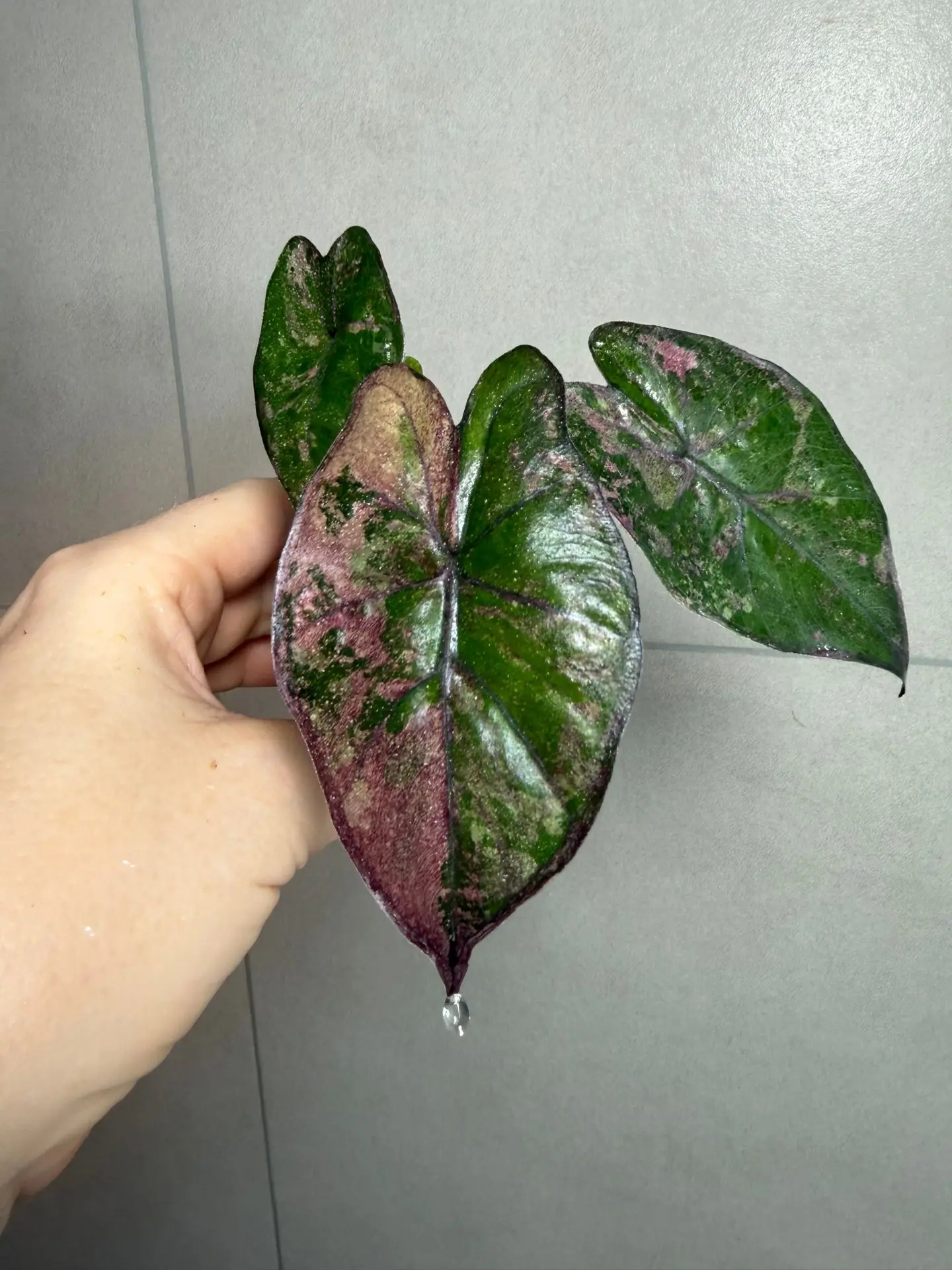 Еще одни красотки в продаже: Alocasia Plumbea Nigra Pink 🌱