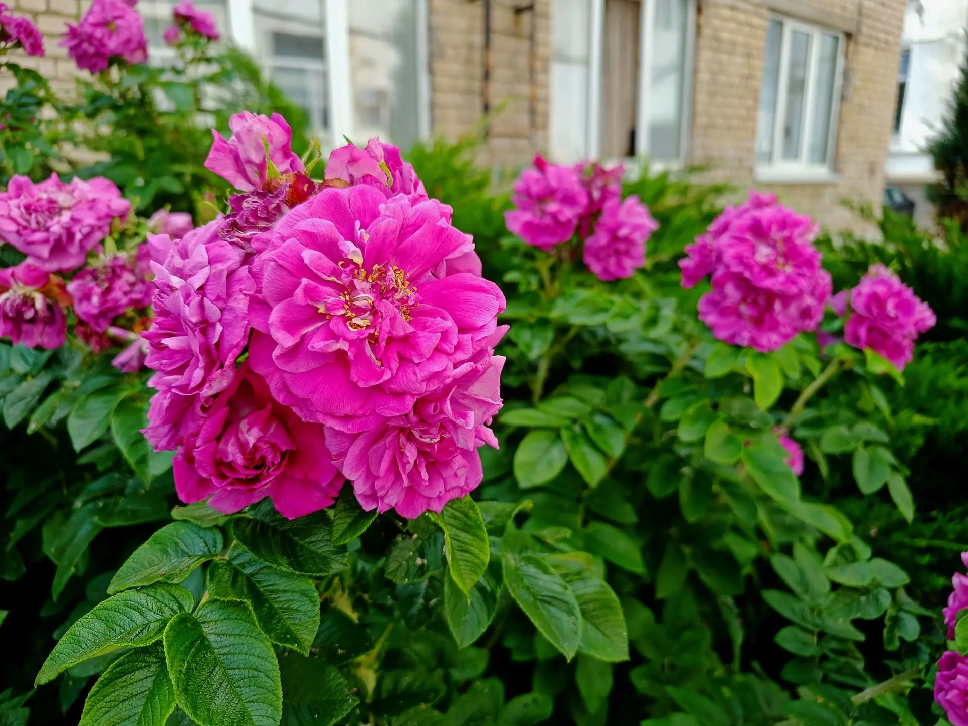 Вот такая красота во дворе главного корпуса 😍