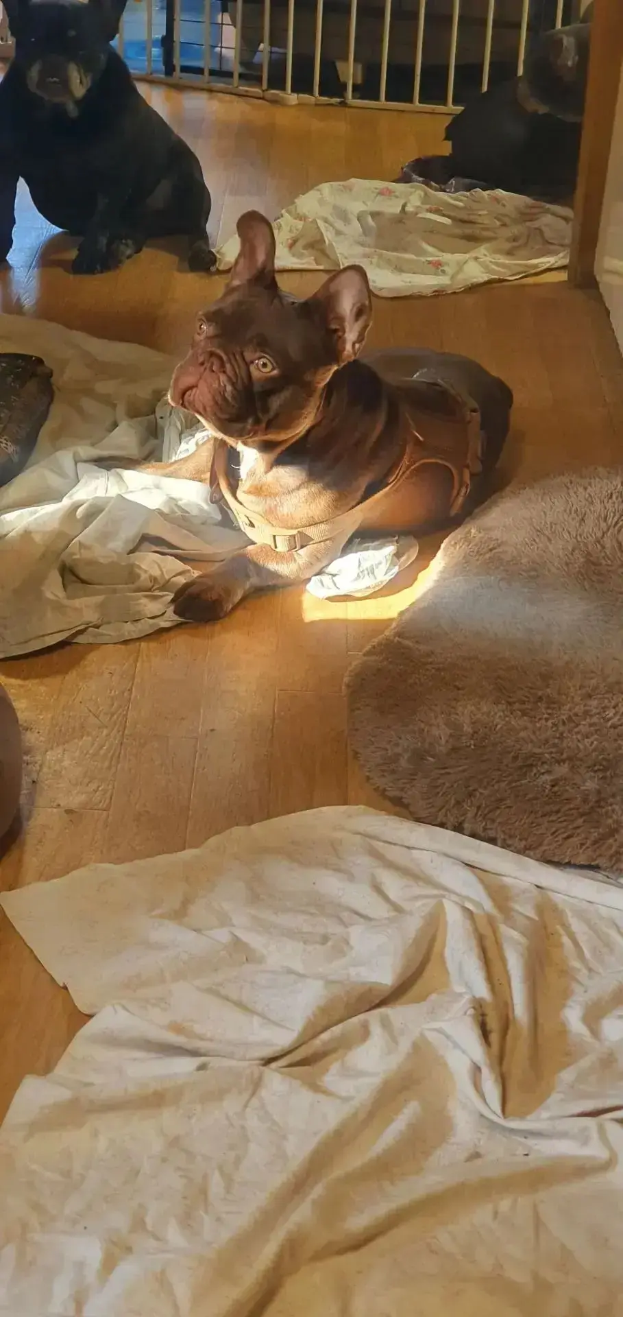 🏠 ИЩЕМ ДОМ И САМЫХ ЛУЧШИХ РОДИТЕЛЕЙ ДЛЯ НАШИХ МАЛЬЧИШЕК! 🐶