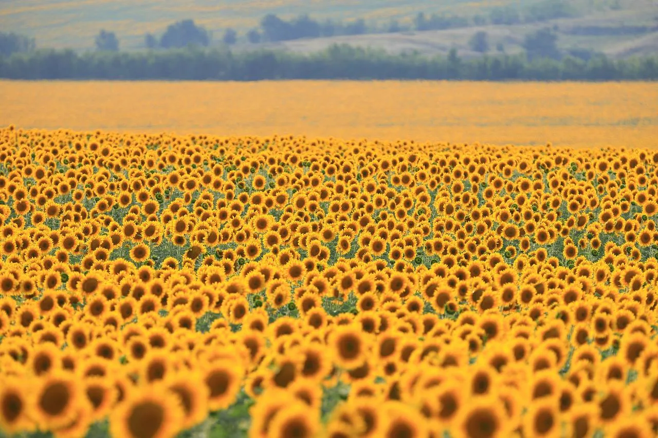 Донские солнышки🌻