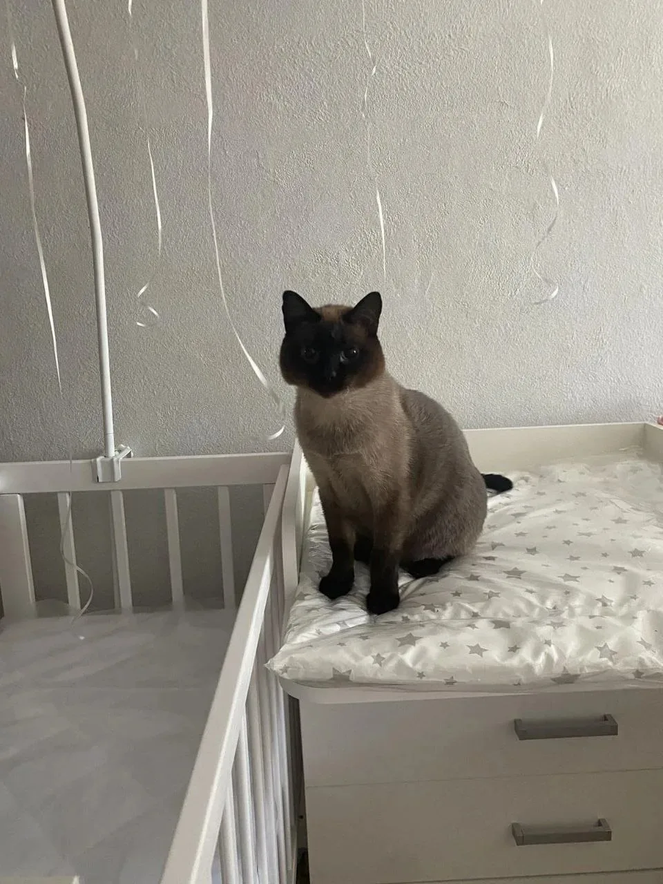 🐾 Кот-нянька и главный контролёр. Удивительная жизнь Саймона в семье! 🥰   Друзья, сегодня мы хотим п