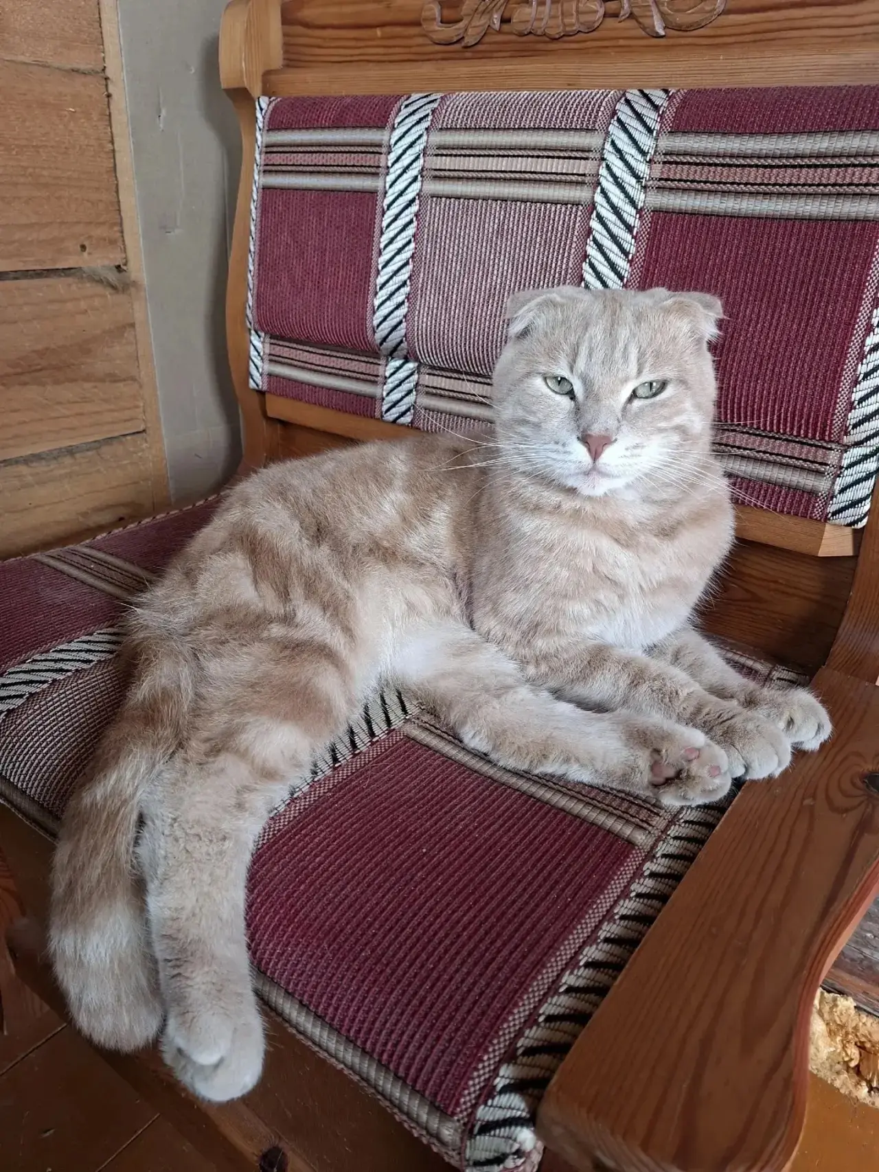 #советы_домашнего_кота🐈