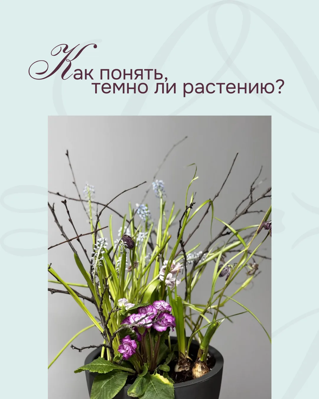 Как понять, темно растению или нет?