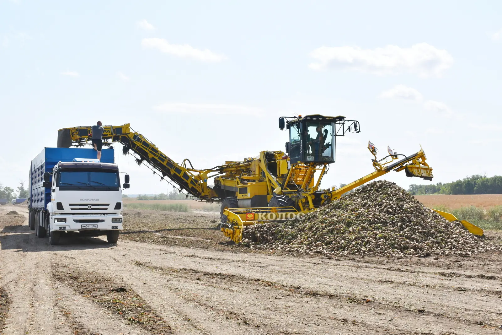 🚜 В Агрокомплексе "Ростовский" ОП "Развиленское"  стартовала уборка сахарной свеклы и ...