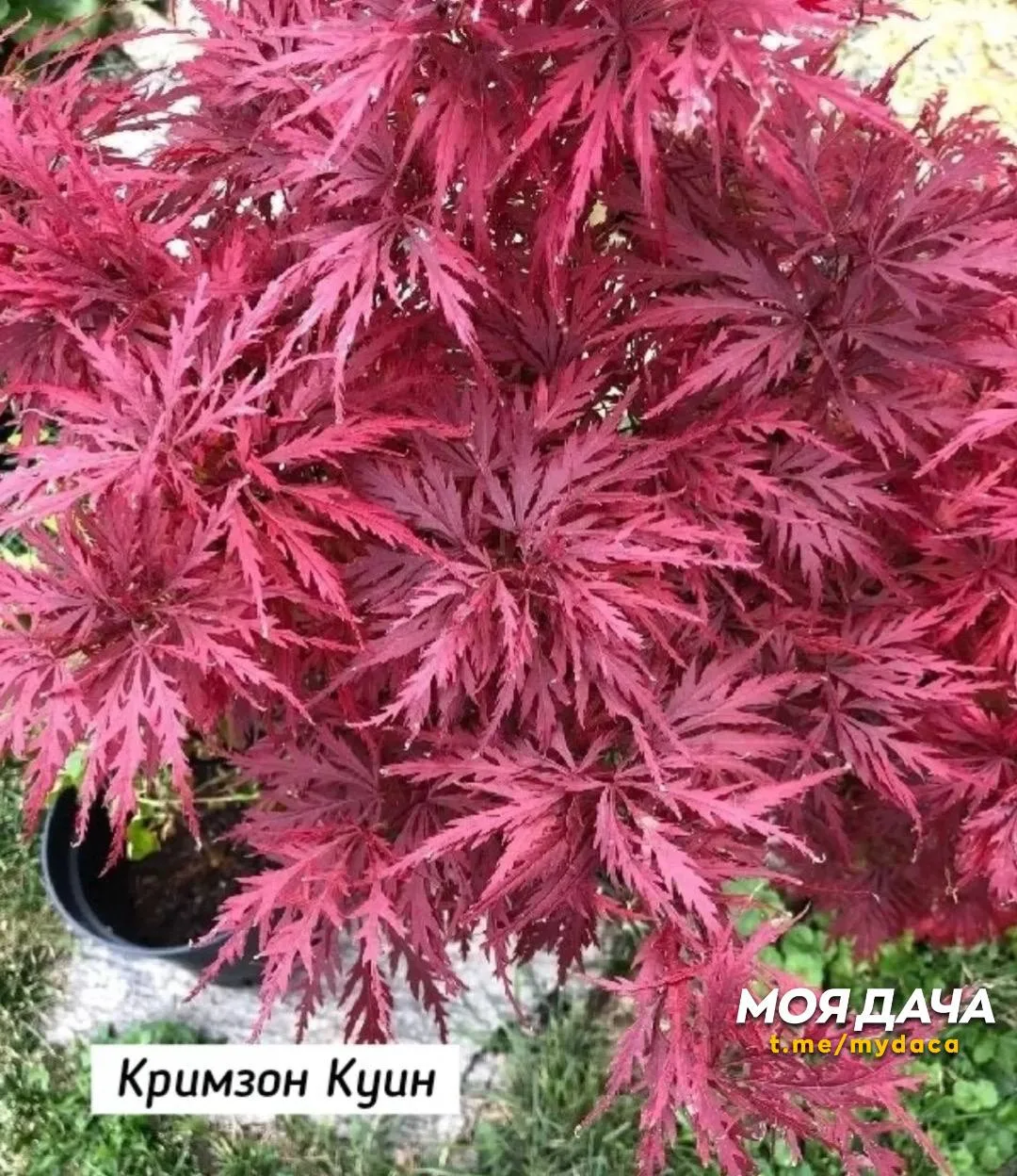 Клён веерный 🍁  Изящное дерево или кустарник, высоко ценимое в ландшафтном дизайне за красивую форму