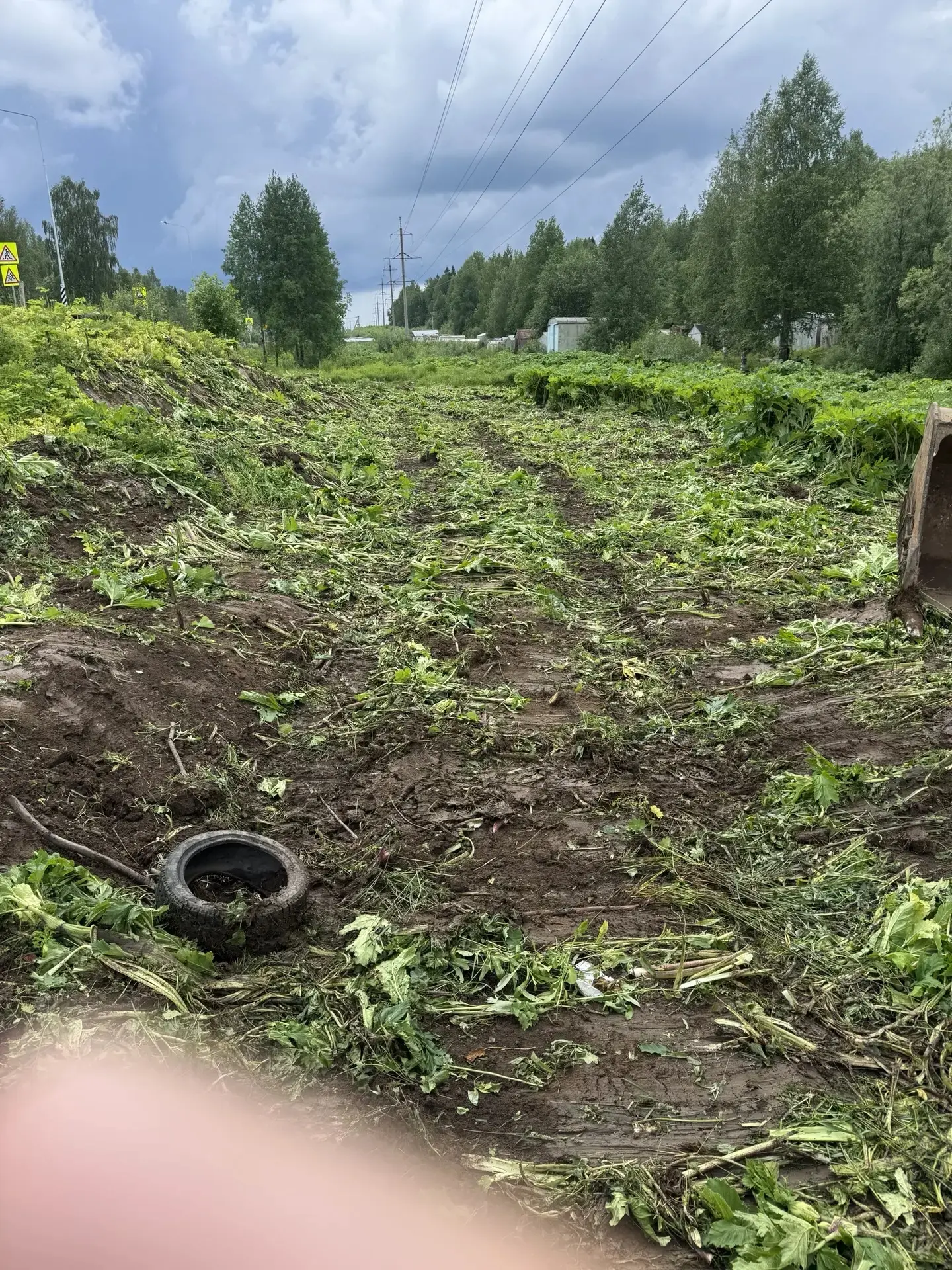 Продолжаются работы по уничтожению борщевика Сосновского. В населённых пунктах уборка осуществляется