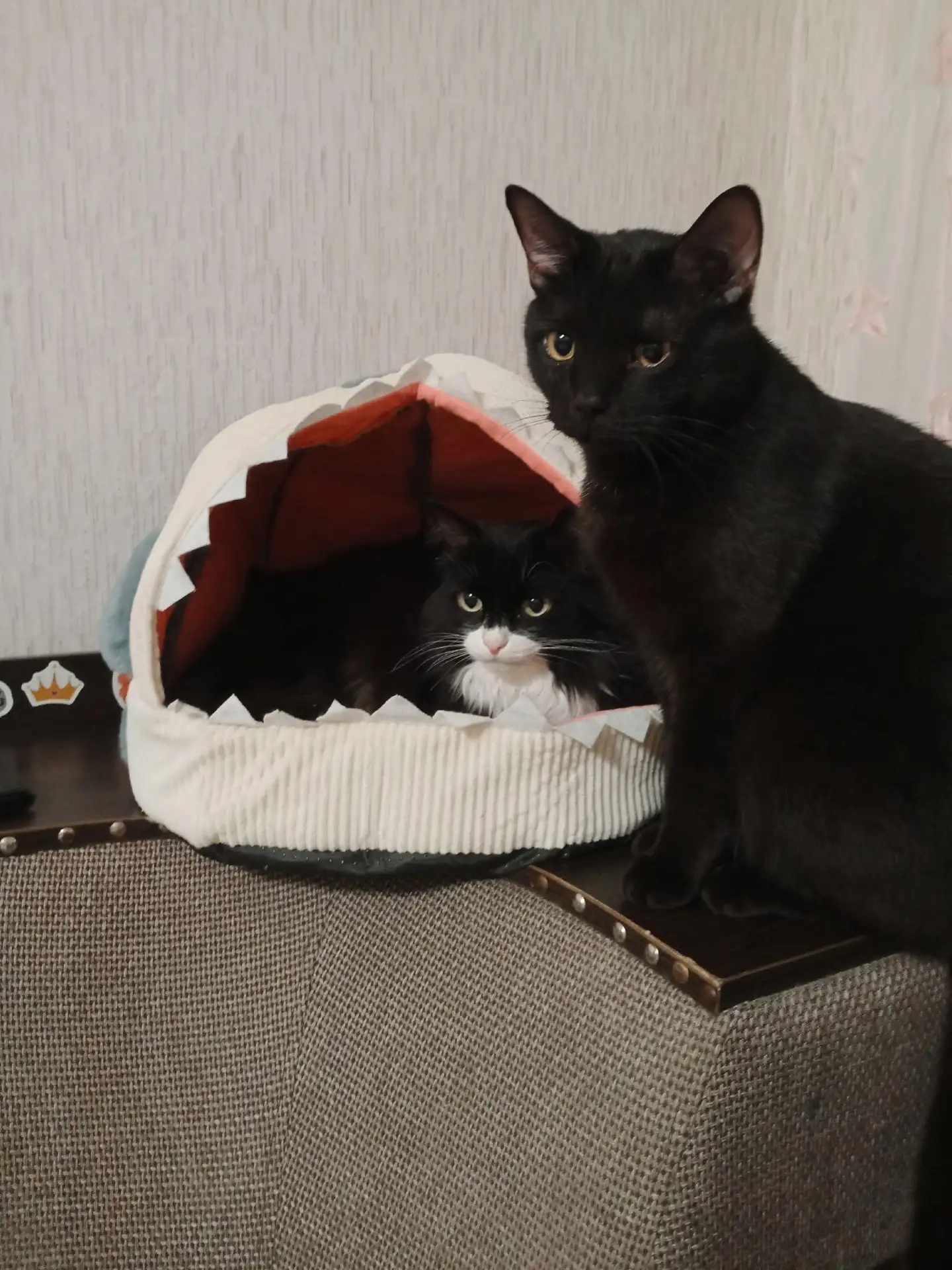 Пропали коты, отзываются на Отис и Симба, потерялись в районе микрорайона нового 37, по...