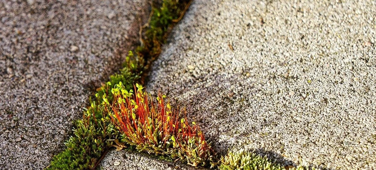 🌿 Мох на плитке и асфальте: убираем без следа и без химии