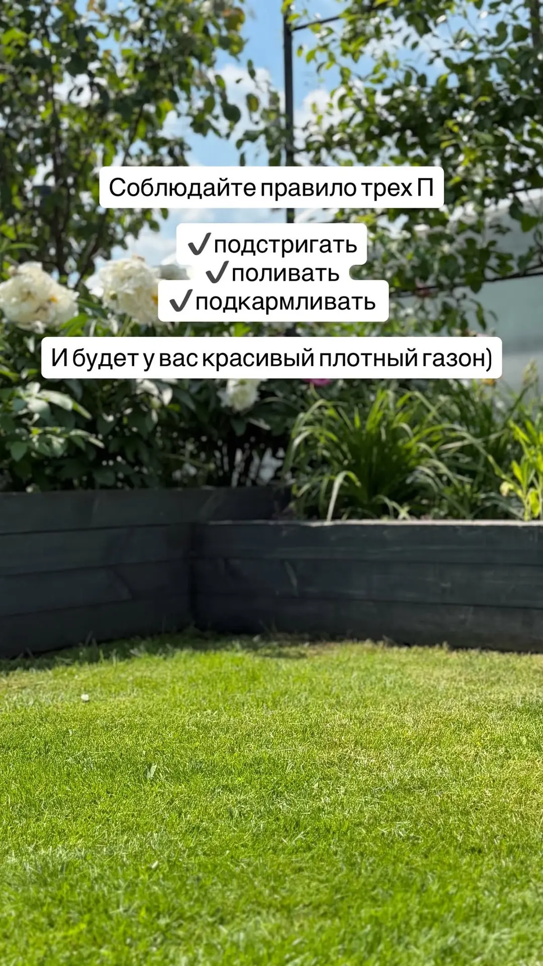 Что с газоном, который сеяли с Андреем на днях? Что было ДО можно посмотреть здесь http...