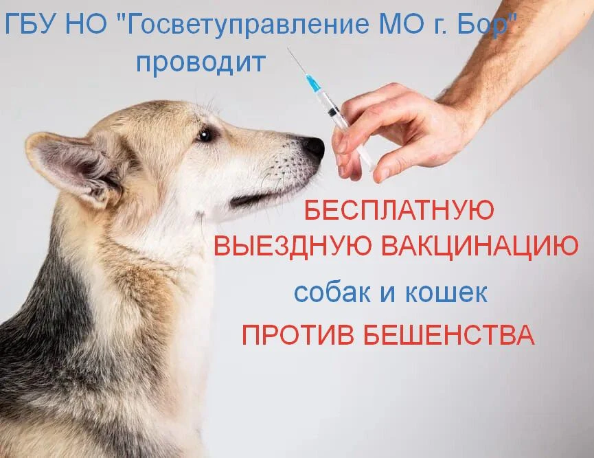 БЕСПЛАТНАЯ ВЫЕЗДНАЯ ВАКЦИНАЦИЯ ПРОТИВ БЕШЕНСТВА