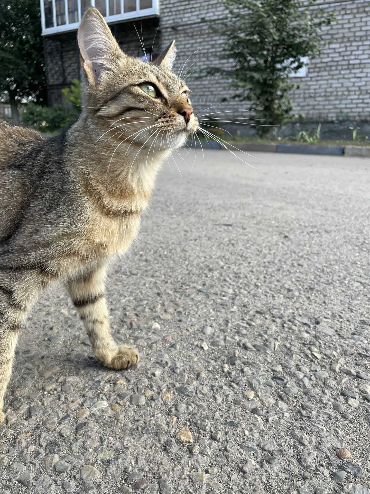 на южной 2 нашли кота мальчик голодный был мы накормили. может чей то?