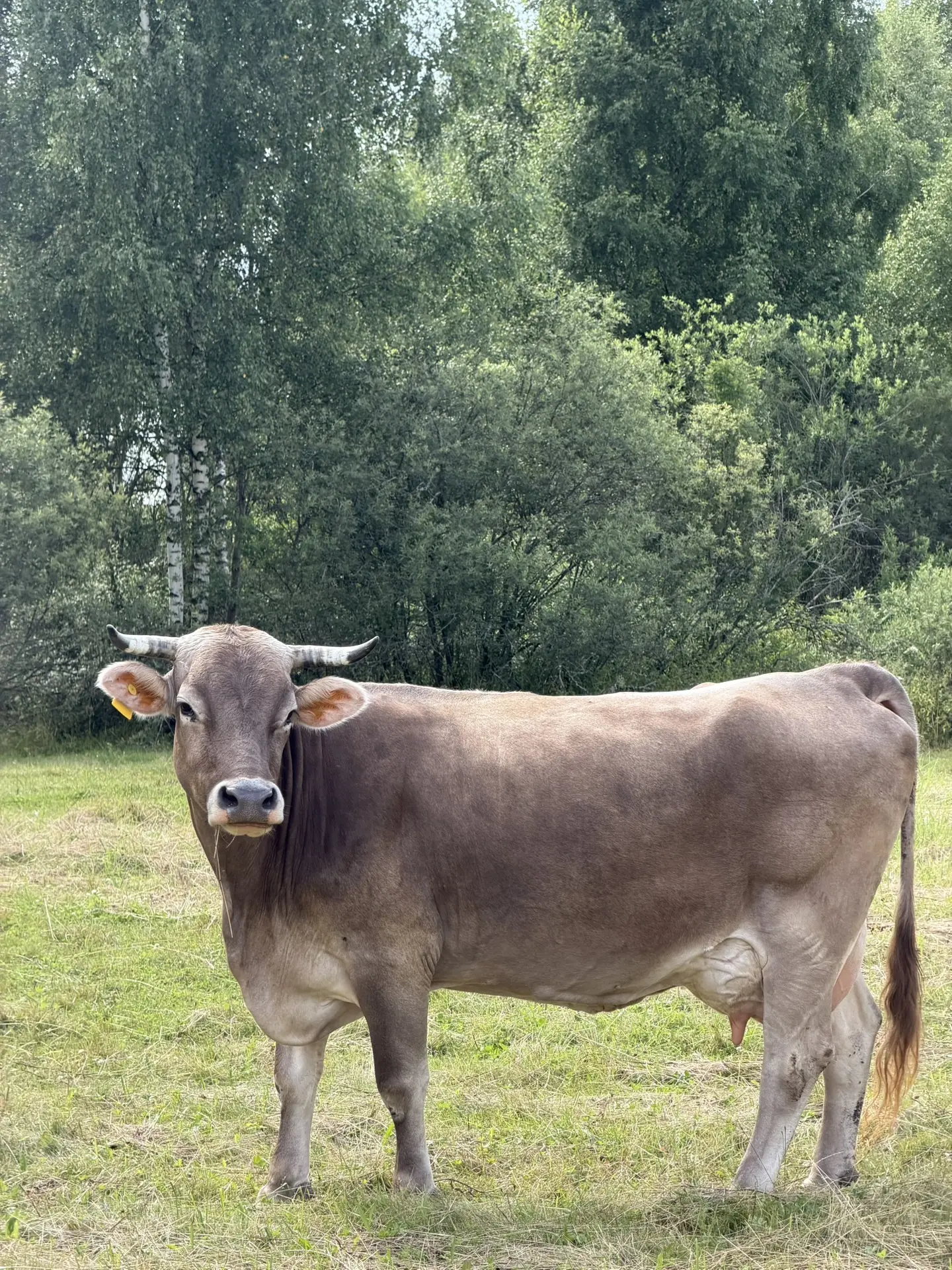 🐄 Знакомьтесь — наши красавицы Роза и Дина! Они Костромской породы. ❤️

Эта порода была выведена в 