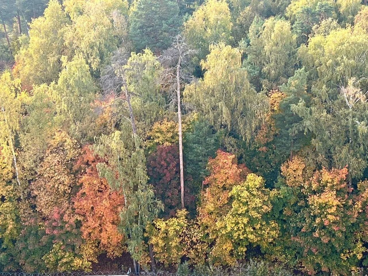 Осень в собственном соку