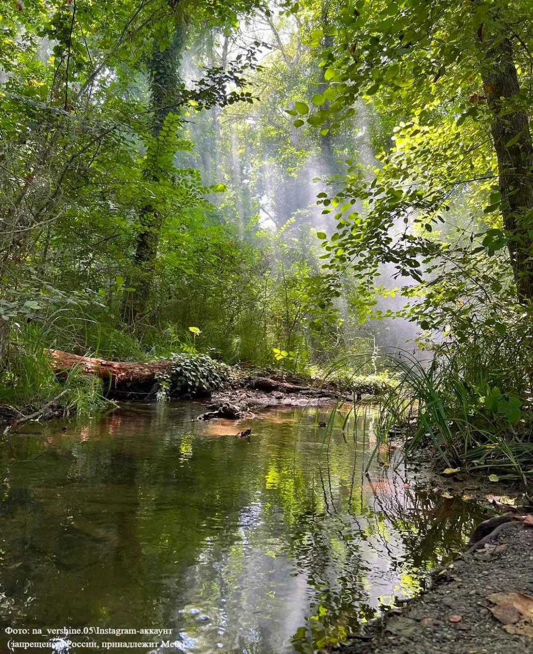 Где в России искать лианы? 🌿  В Самурском лесу. Ведь лианы растут не только в далеких джунглях — в Д