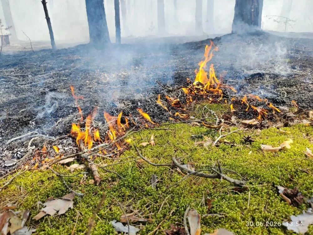 За минувшие сутки в Подмосковье ликвидированы три лесных пожара