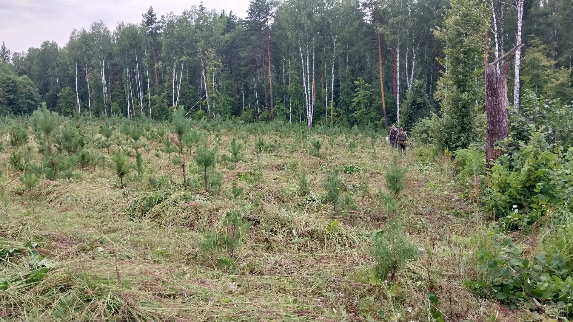 В рамках исполнения Государственного задания проведен лесоводственный ухода за лесными ...