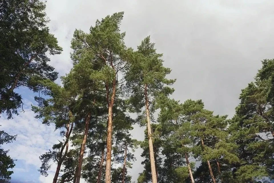 🌲 Пожароопасный сезон закрыли без возгораний