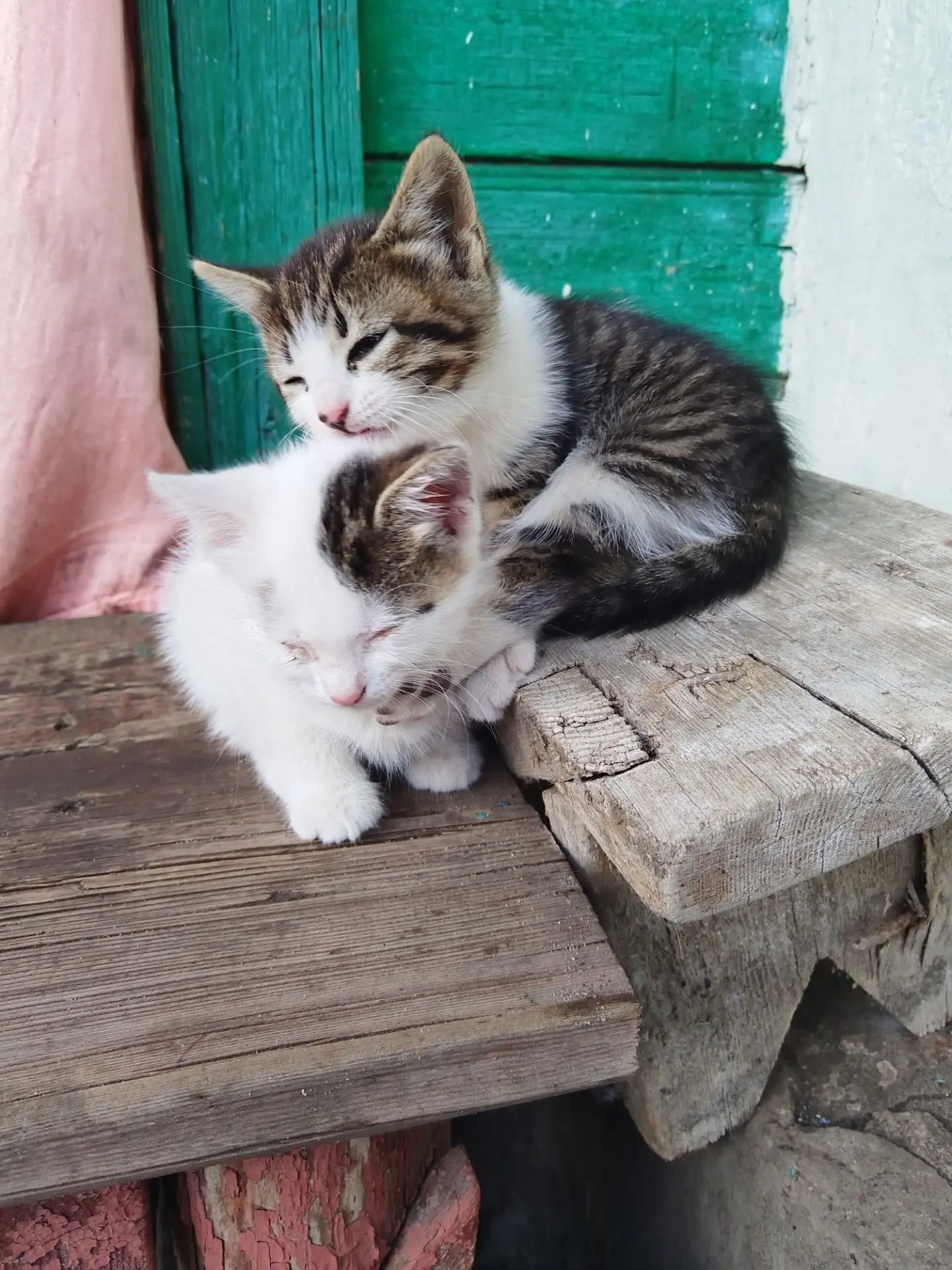 Отдам кошечку