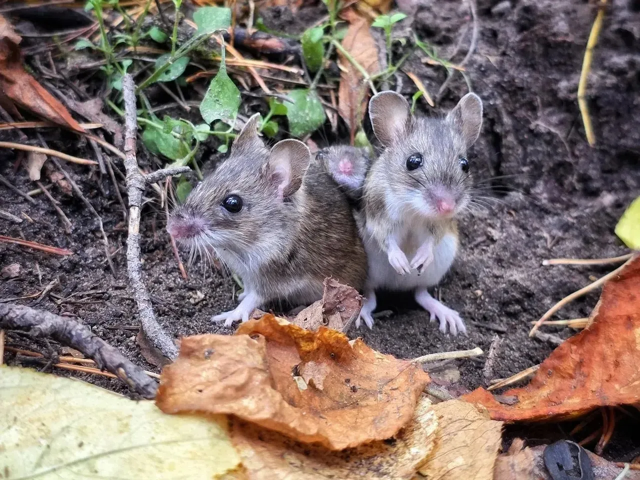 🐭Мышиная семья