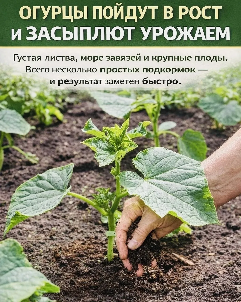СОХРАНИТЕ ПРИГОДИТСЯ📌  Хотите, чтобы огурцы радовали густой листвой и вкусными, сочными плодами? Эти