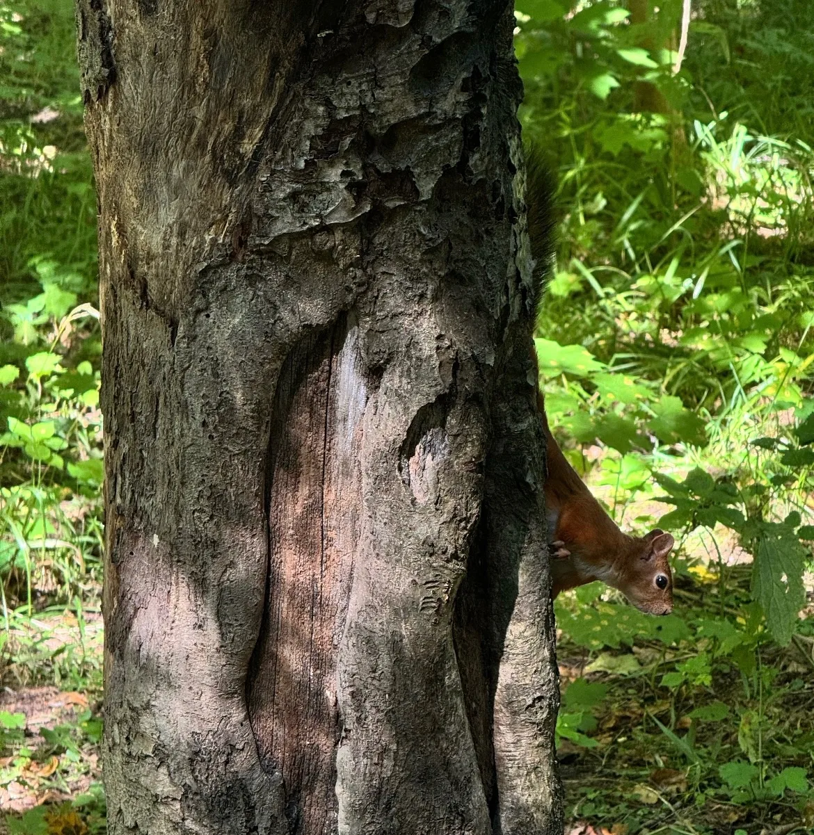 🐿 Белочка из Денропарка передает всем привет и желает классного дня 🌳