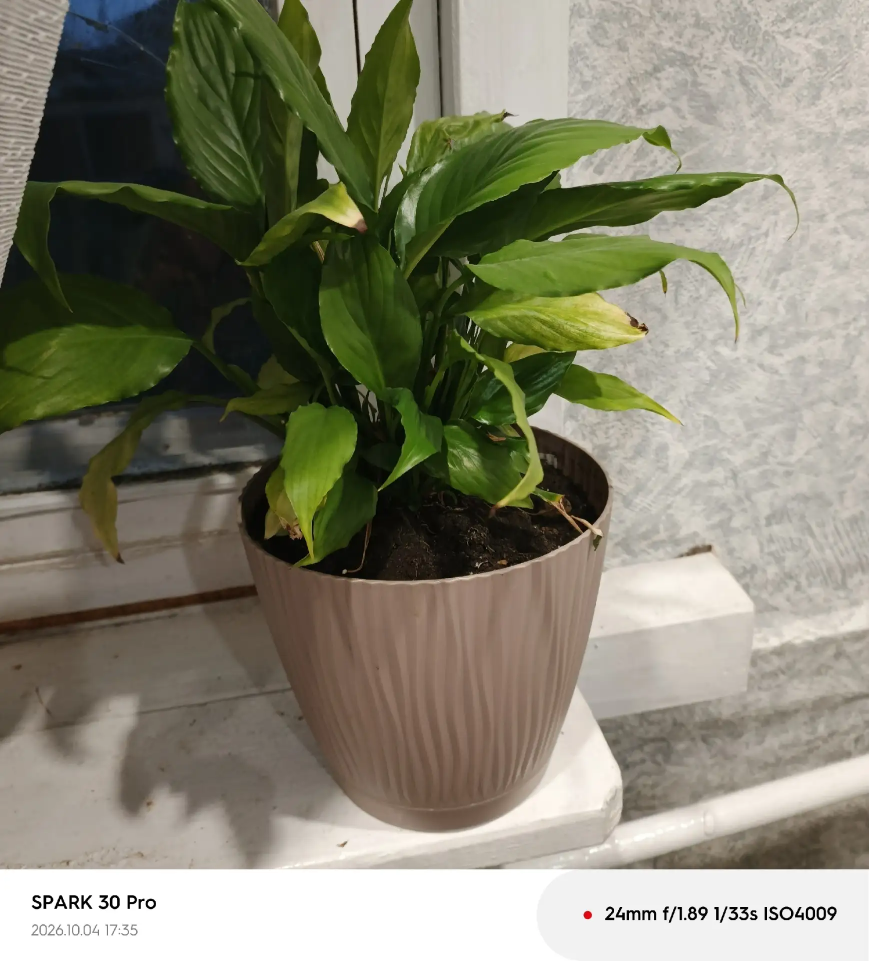 @@@ продам женское счастье вместе с горшком 1200