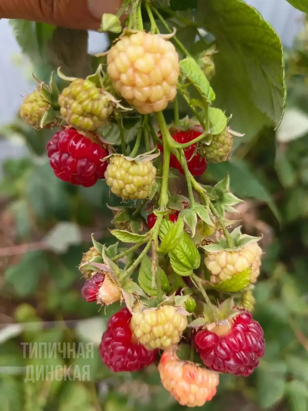 🤩🥭 У кого-то сирень цветет, а я малину с инжиром собираю❤️ – поделилась наша подписчица