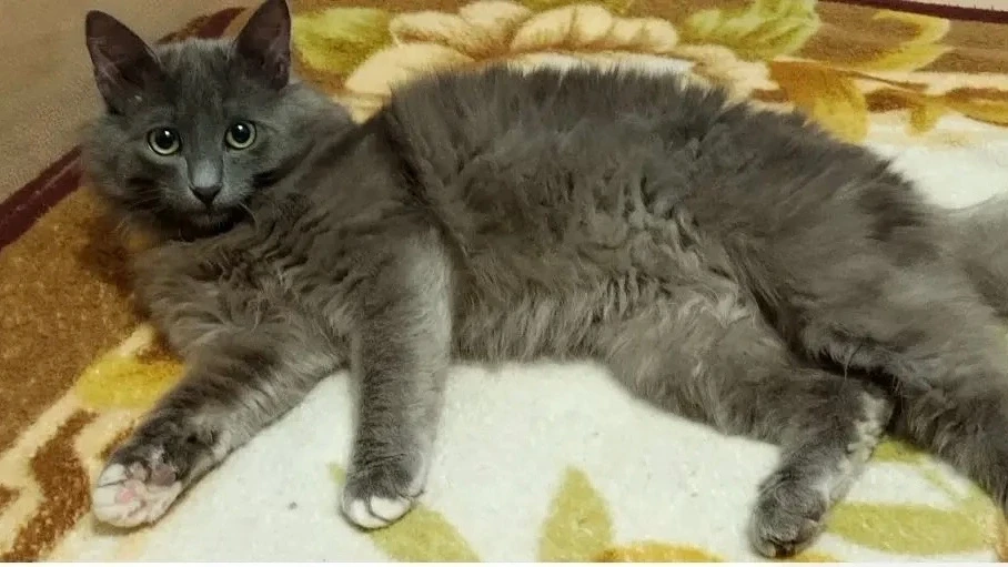 От подписчика:

Потерялся кот 🐈‍⬛ район Ул.Кирова 4.
Откликается на имя Сема.                     
