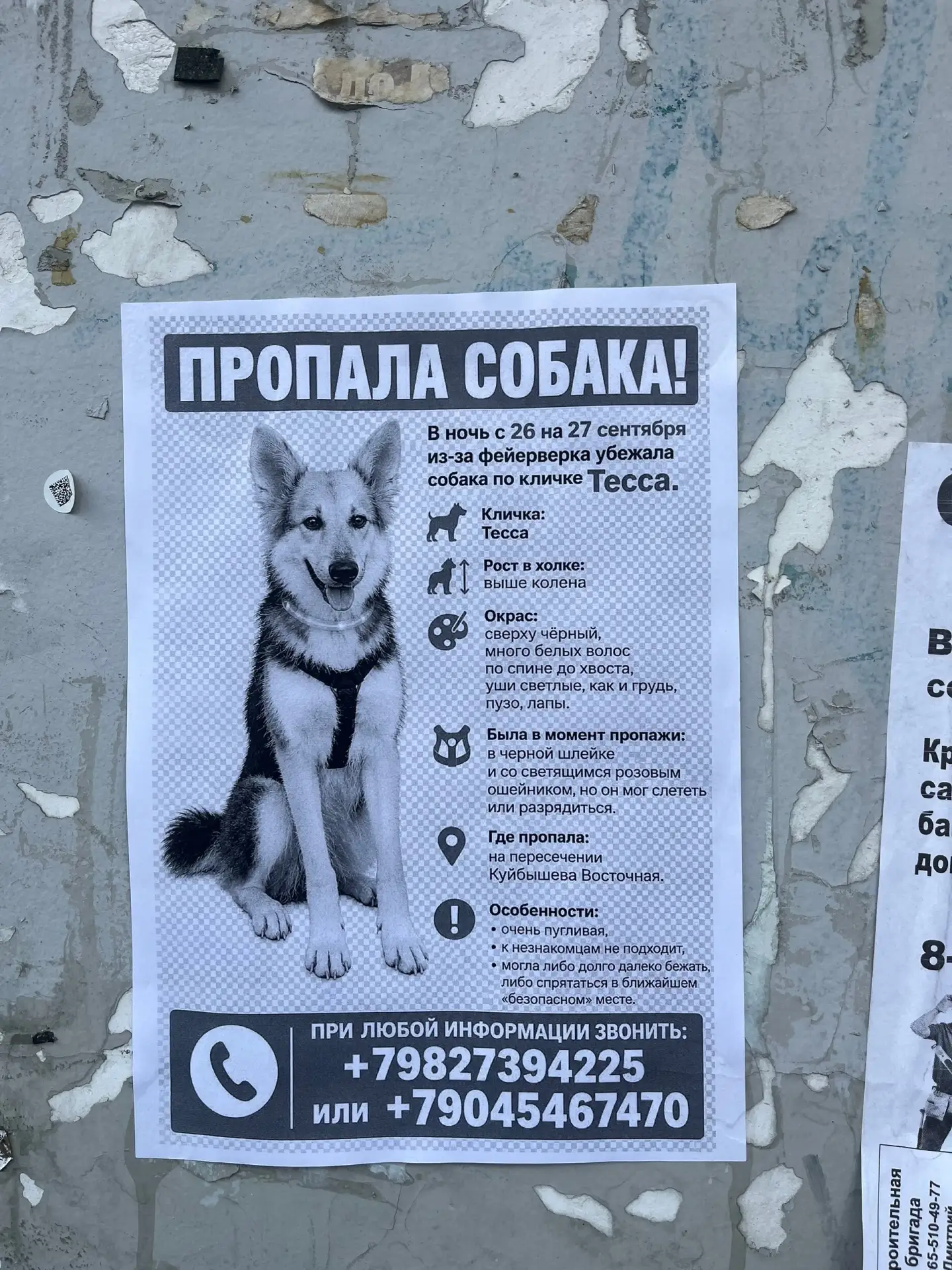 Потерялась собака, окрас чёрный с палевым, черная шлейка (Екатеринбург, Центр)