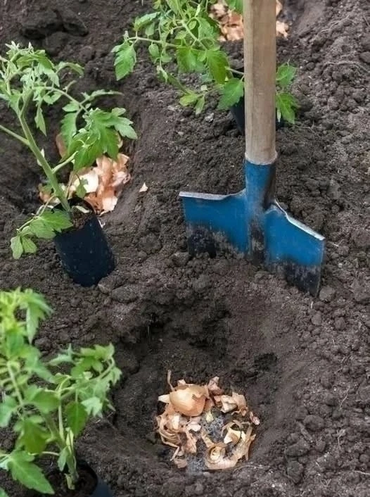 Какие вещества нужно положить в лунку при посадке томатов, чтобы вырастить обильный урожай? Делимся 